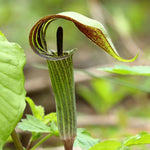15 Jack in the Pulpit Plants Live Bare Roots – Hardy Perennial Wildflowers for Shady Outdoor Spaces