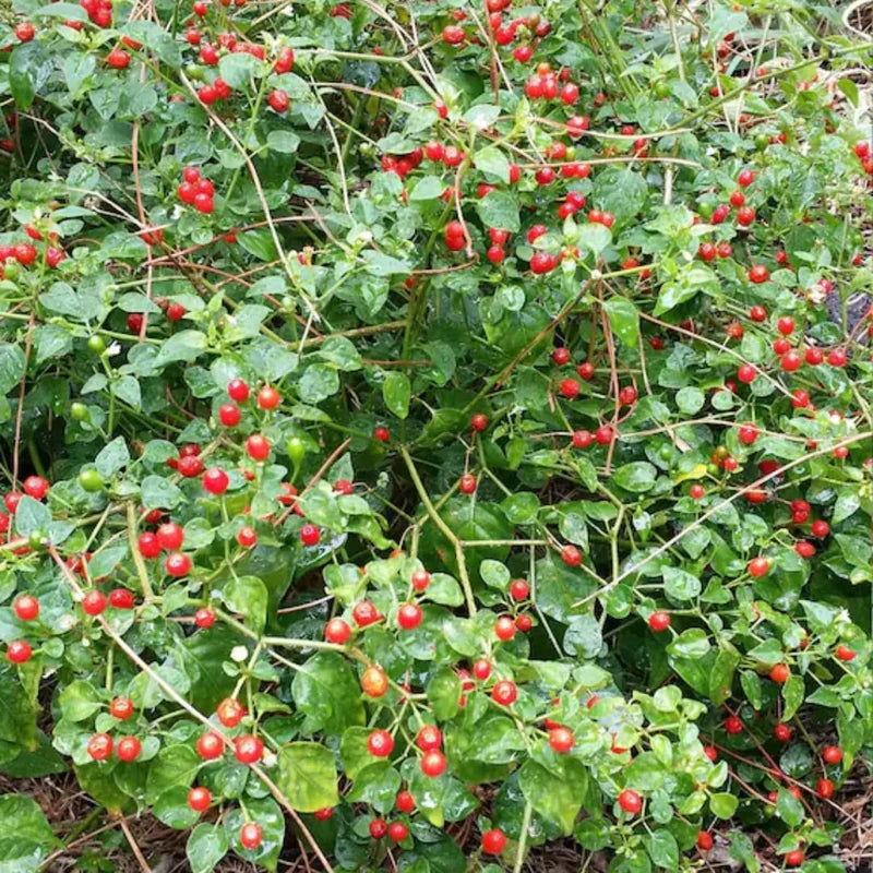 10 Pepper Seeds for Planting
