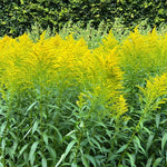 15 Solidago Goldenrod Plants Bare Roots – Live Perennials with Bright Yellow Flowers for Landscaping Projects