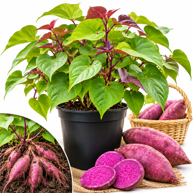 Sweet Potato Vine Live Plant, Rooted Starter, 4–6 Inches, 4-Inch Pot