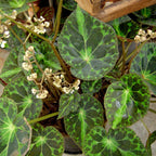 Barsalouxiae Begonia Plant Potted