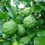 Kaffir Lime Tree 2-5" Tall