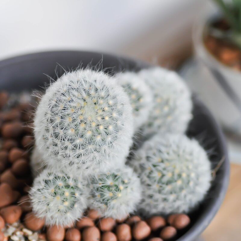 Mammillaria Senilis Feather Cactus Plant