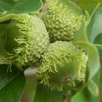 Dwarf Chinkapin Oak Tree - 1 To 2 Feet Height Bareroot - Deciduous Tree - Sweetest Tasting Acorns