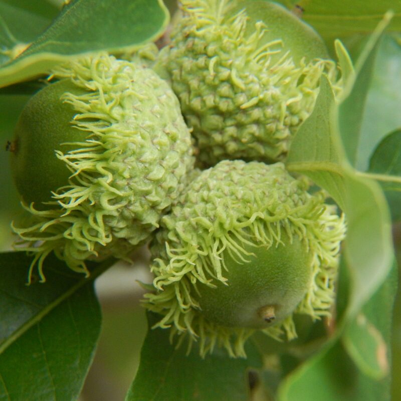 Dwarf Chinkapin Oak Tree - 1 To 2 Feet Height Bareroot - Deciduous Tree - Sweetest Tasting Acorns