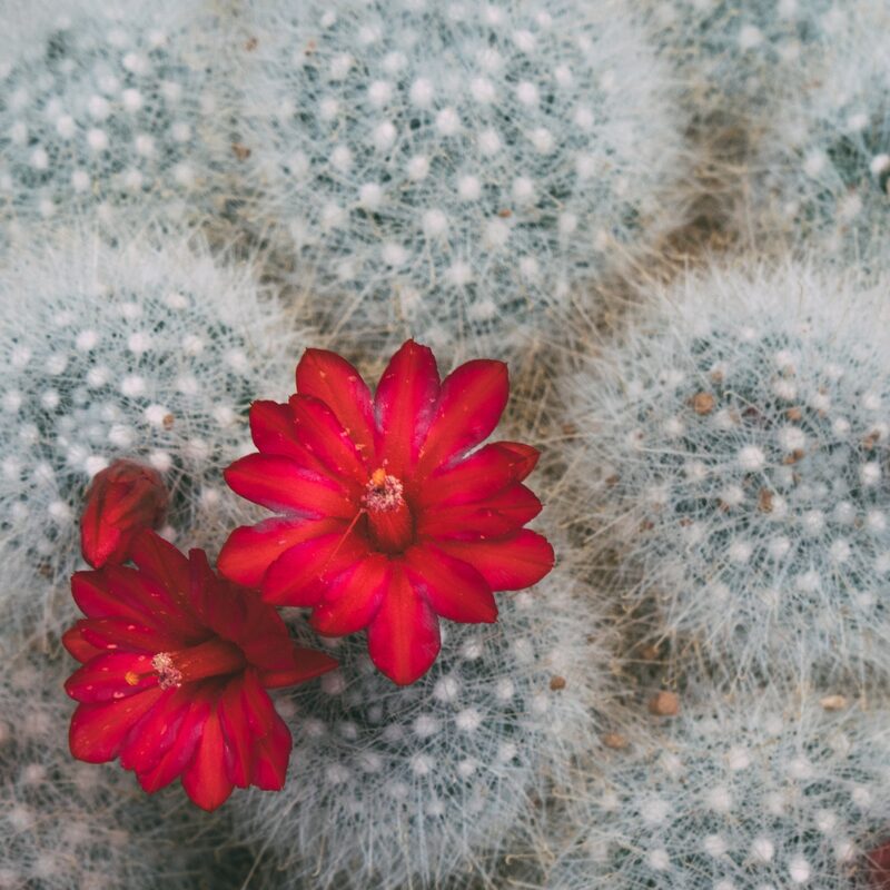 Mammillaria Senilis Feather Cactus Plant