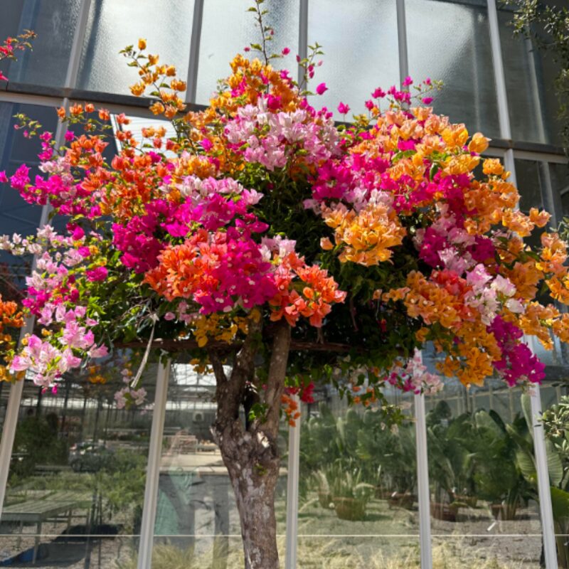 Bougainvillea Plant