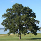 Dwarf Chinkapin Oak Tree - From 1 Feet Tall Rooted Plant - Produces Acorns at 3-4 years