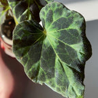 Barsalouxiae Begonia Plant Potted