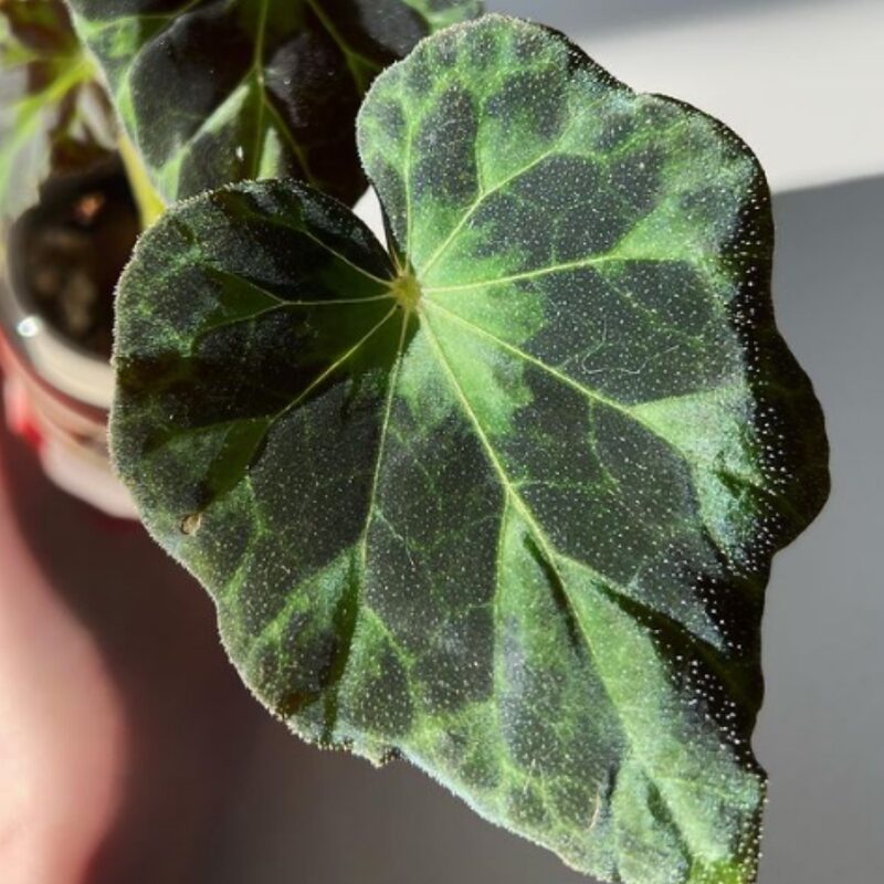Barsalouxiae Begonia Plant Potted
