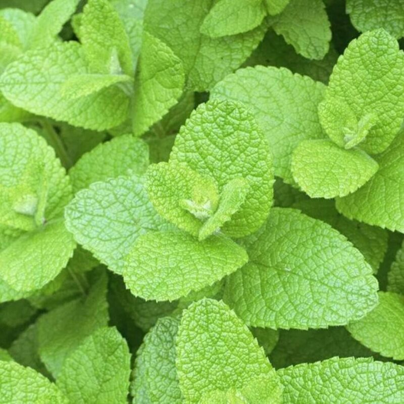 Peppermint Mint Plants Live - 5 to 7 Inch Tall - Fresh Heirloom Mint Plant - Culinary Herb - Indoors Outdoors - Spring/Fall Planting