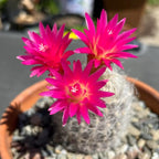 Mammillaria Senilis Feather Cactus Plant