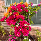 Bougainvillea Plant