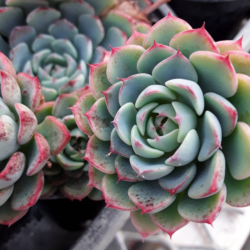 Echeveria Minima Succulent Plants