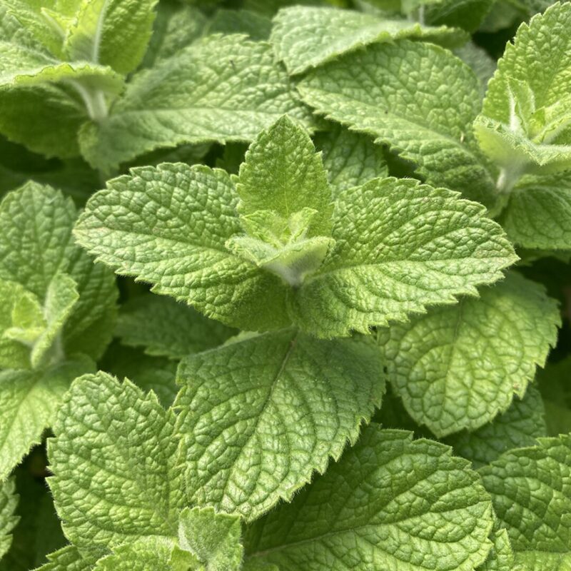 Peppermint Mint Plants Live - 5 to 7 Inch Tall - Fresh Heirloom Mint Plant - Culinary Herb - Indoors Outdoors - Spring/Fall Planting