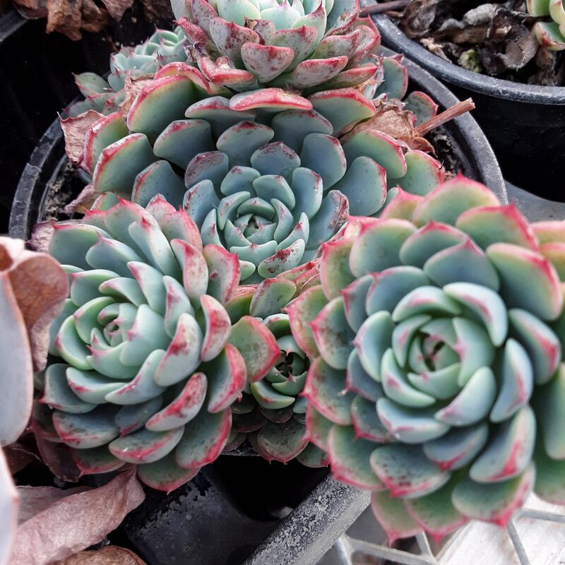 Echeveria Minima Succulent Plants