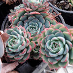 Echeveria Minima Succulent Plants