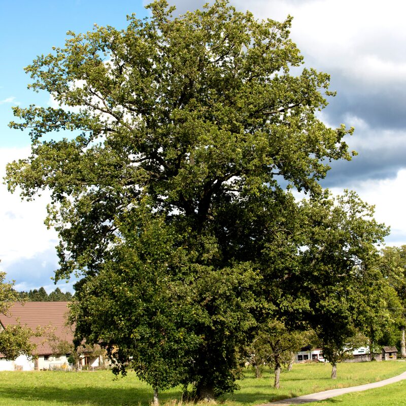 Dwarf Chinkapin Oak Tree - Oak Tree Live Plant From 1 To 2 Shrub Plant - Zone 4 To 9 - Outdoor Garden Tree