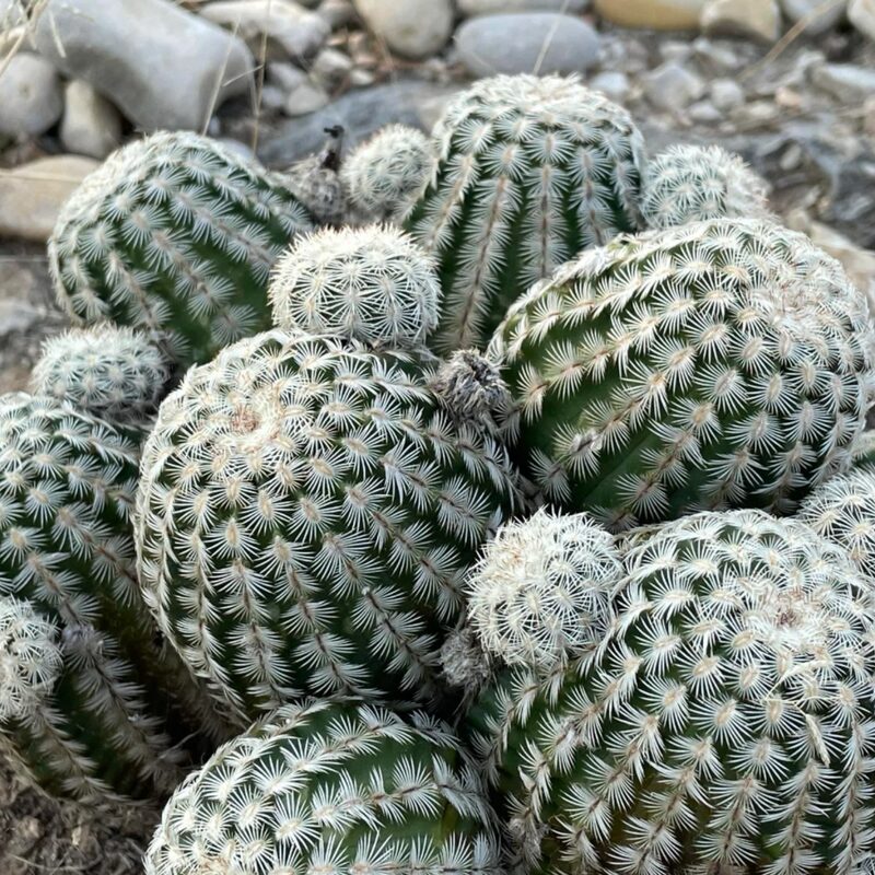 White Arizona Rainbow Cactus Plant
