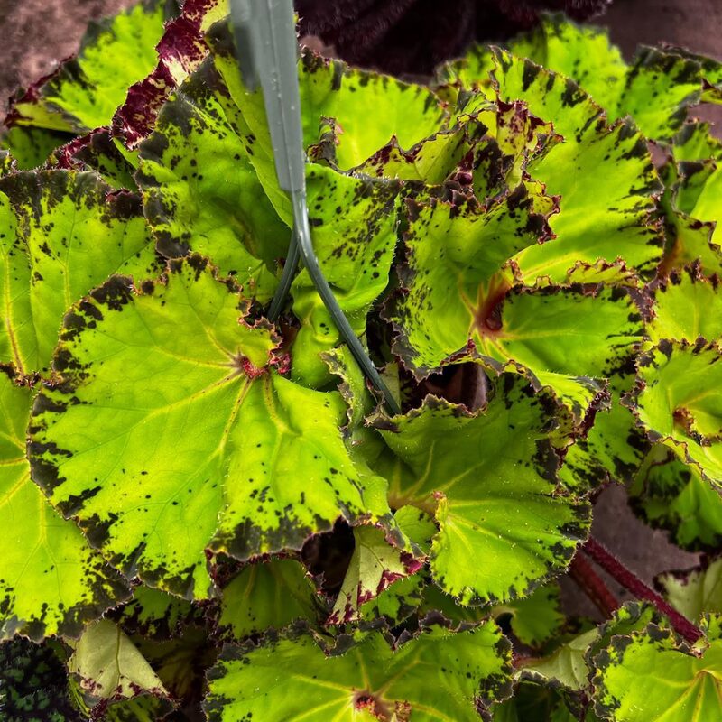 Rhizomatous Begonia Plant Potted
