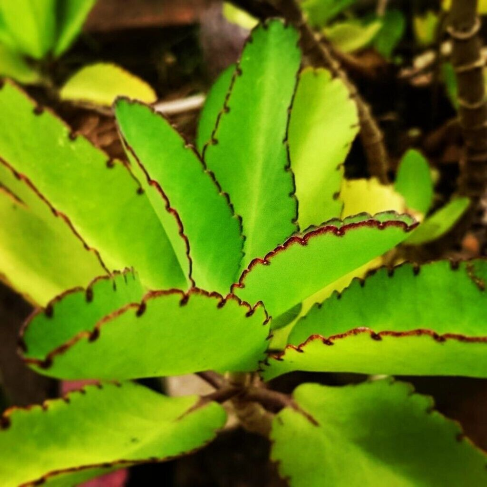 Kalanchoe Pinnata Plant, Miracle Leaf of Life 4 Inc Pot