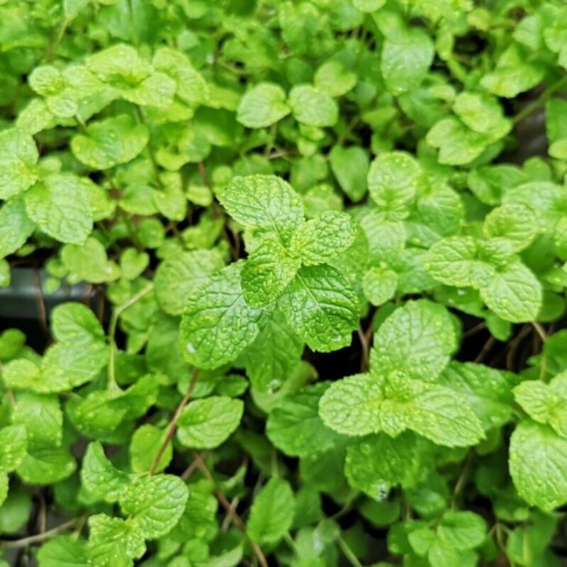 Peppermint Mint Plants Live - 5 to 7 Inch Tall - Fresh Heirloom Mint Plant - Culinary Herb - Indoors Outdoors - Spring/Fall Planting