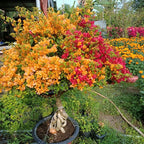 Bougainvillea Plant