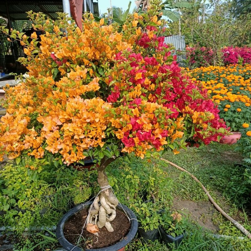 Bougainvillea Plant