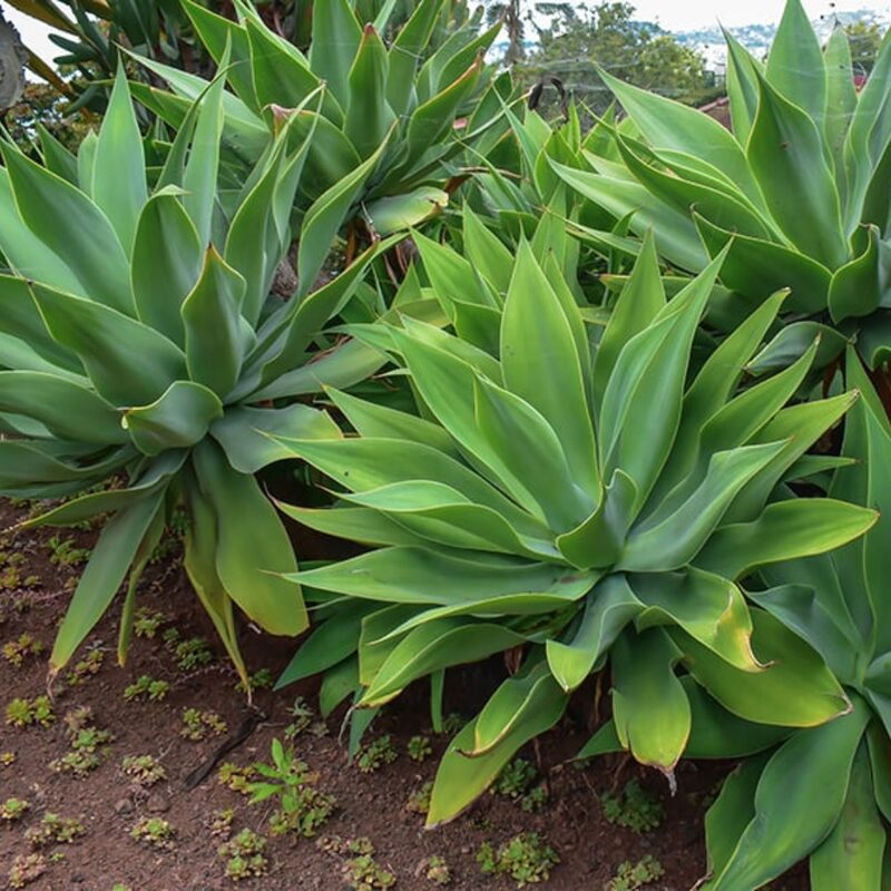 Green Fox Tail Agave Attenuata Plant for Sale - 4" Well Rooted, No Pot