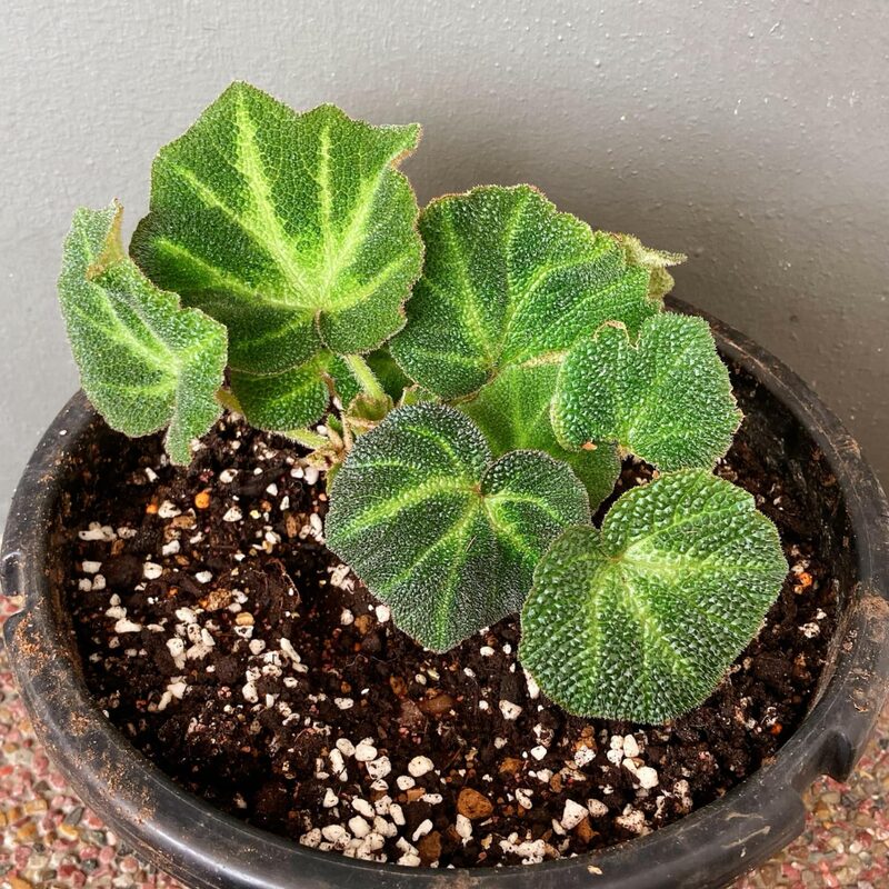 Soli-Mutata Begonia Plant Potted