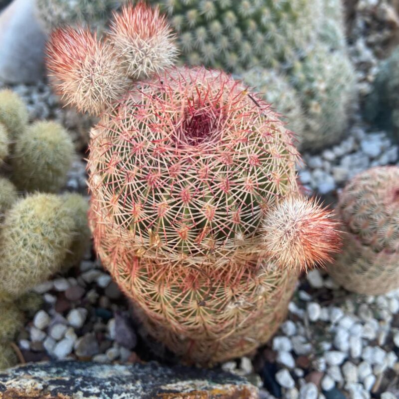 White Arizona Rainbow Cactus Plant