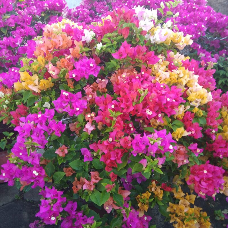 Bougainvillea Plant