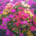 Bougainvillea Plant