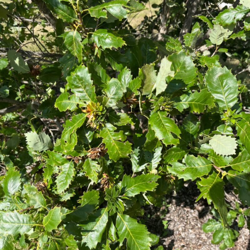 Dwarf Chinkapin Oak Tree - 1 To 2 Feet Height Bareroot - Deciduous Tree - Sweetest Tasting Acorns