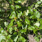 Dwarf Chinkapin Oak Tree - 1 To 2 Feet Height Bareroot - Deciduous Tree - Sweetest Tasting Acorns