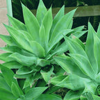 4 Green Fox Tail Agave Attenuata Plants for Sale - 4" in Pot