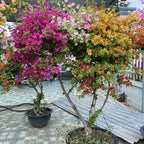 Bougainvillea Plant