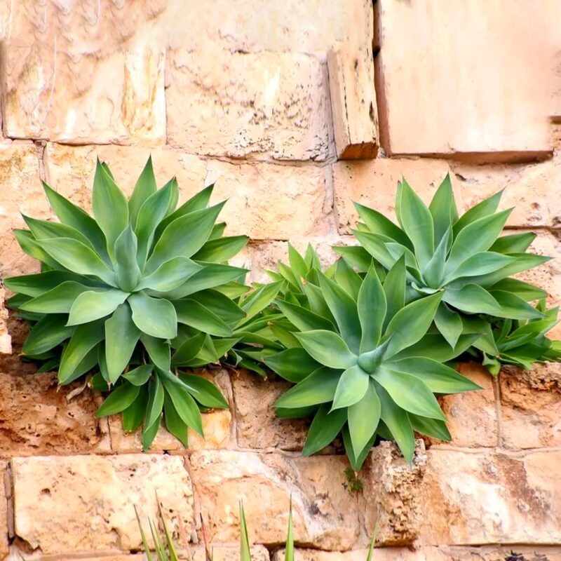 4 Green Fox Tail Agave Attenuata Plants for Sale - 4" in Pot