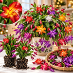 4 Christmas Cactus Plants Live, 4-7 Inch Tall (Random)