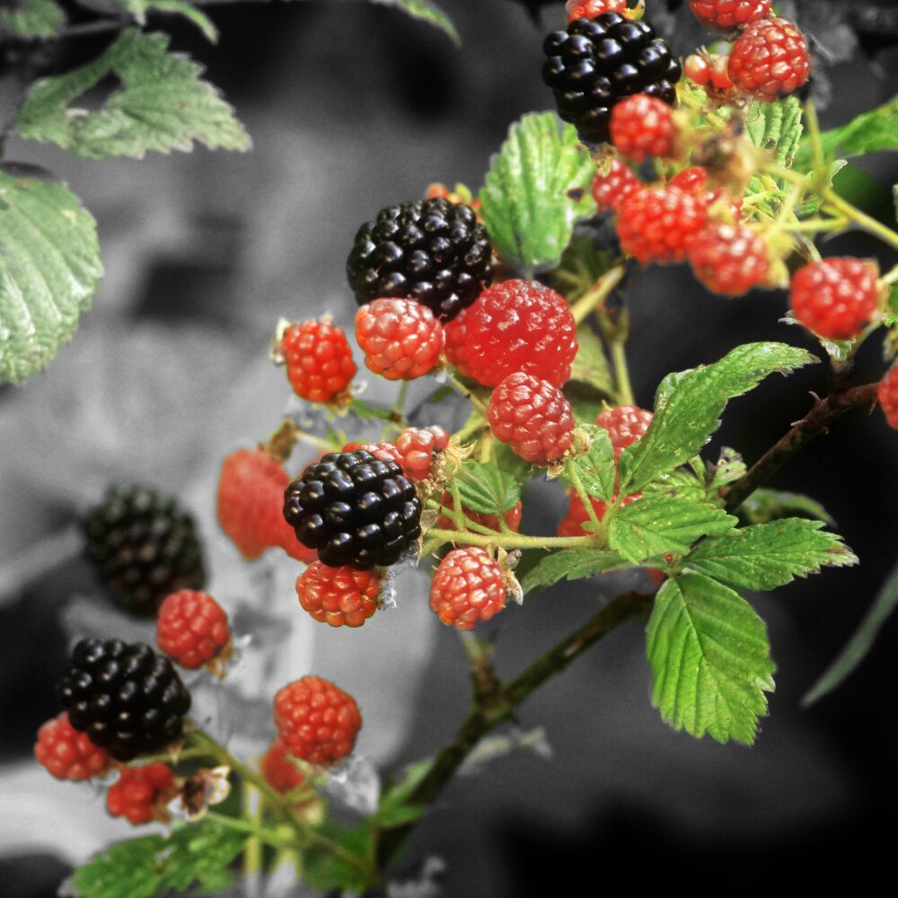 2 Thornless Blackberry Plants Live for Planting, Triple Crown Blackberry Bush Live Plant, Blackberries Plants, Fruit Bushes 5 to 9 Inches Tall