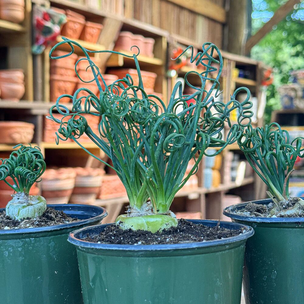 Albuca Spiralis Frizzle Sizzle Plant 3.5 Inch Pot - Curly Live Houseplant