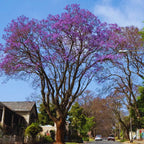 Set 4 Mini Jacaranda Mimosifolia Live Trees - 4" Pot