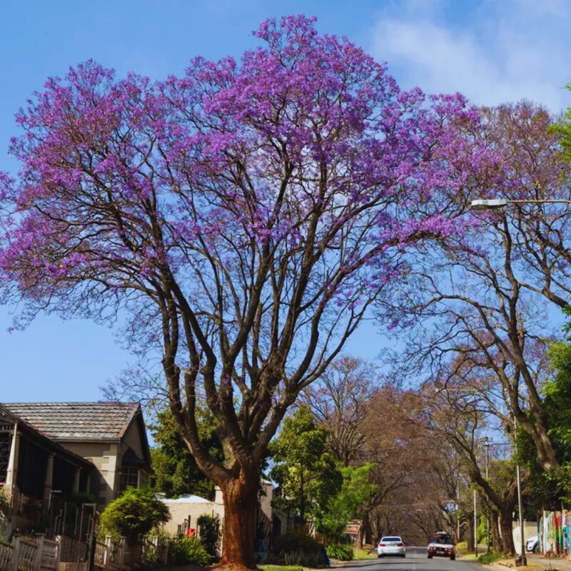 Purple Blue Jacaranda Mimosifolia Tree Live Plant Great for Bonsai - Zones 9-11