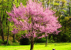 Pink Redbud Tree Live Plant - 2 to 3 Ft - Cercis - Zones 5-9 - 2 Year-Old Seedling Red Bud Trees Live Plants Outdoor Fast Growing