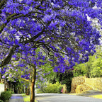 12 Blue Purple Jacaranda Mimosifolia Trees Live Plants Great for Bonsai - Zones 9-11