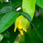 Soursop Tree Annona Muricata 5-9 Inc Tall
