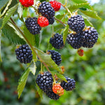 Arapaho Blackberry Plants
