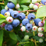 Biloxi Blueberry Plant