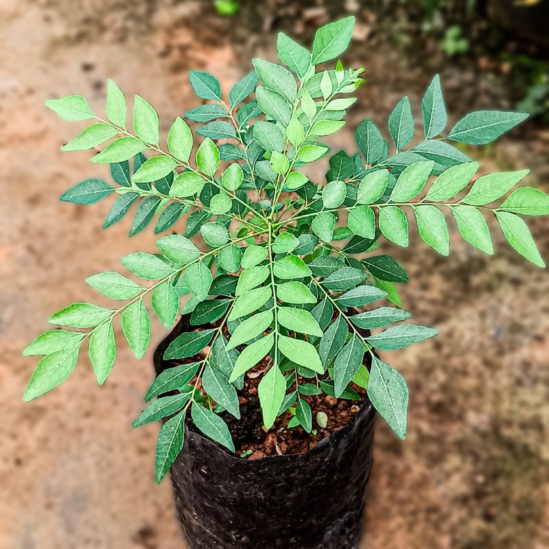 Curry Leaf Plant Murraya Koenigii 5-9 Inc, 4 Inc Pot