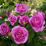 Melody Perfume Rose Plant Live